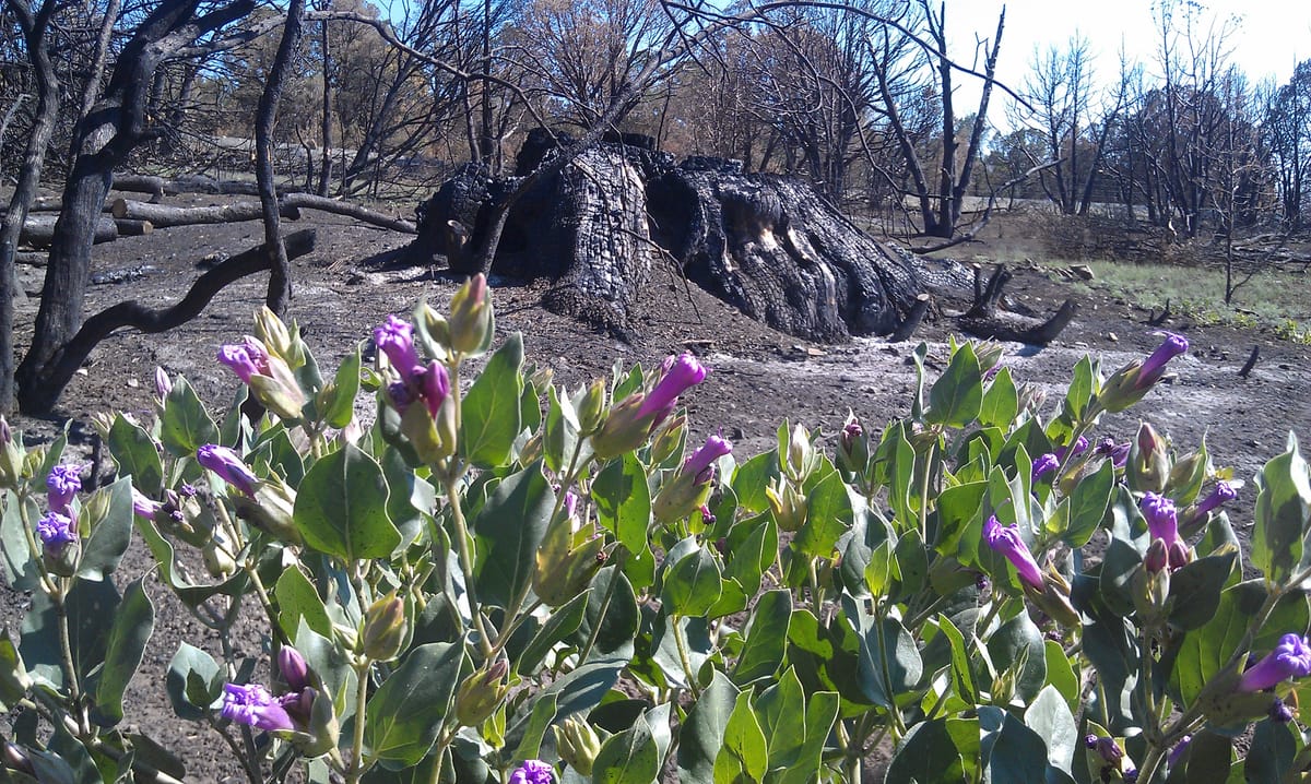 Trade Alert: Trimming and hedging in case of another forest fire