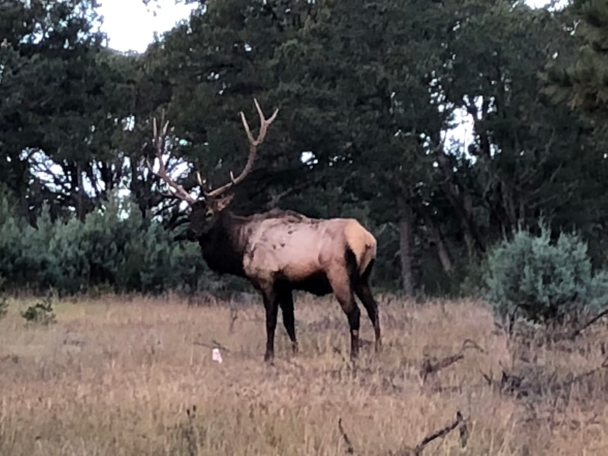 Who’s more scared, the bulls or the bears (or the elk)?