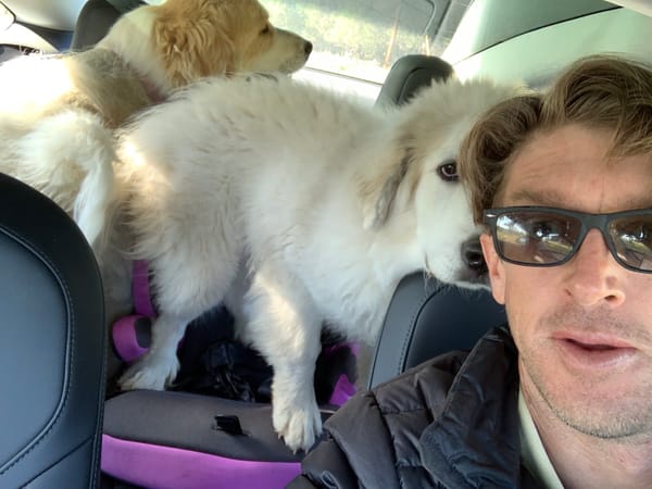 Trade Alert: Uber, Dogs in Tesla, Family hugs, Best Uranium stocks